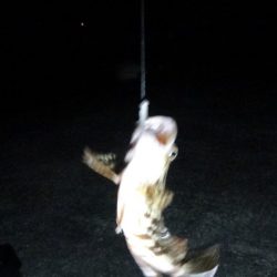 アジ ガシラ メッキ アオリイカ